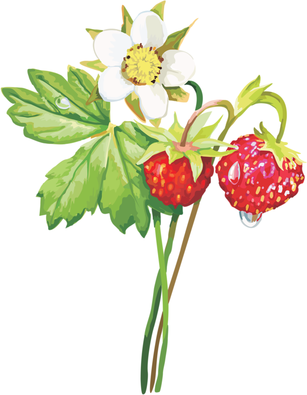Musk Strawberry Aedmaasikas Clip Art - Musk Strawberry Aedmaasikas Clip Art (627x800)