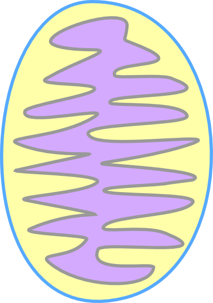 Mitochondria Color Clip Art - Color Is The Mitochondria (420x598)