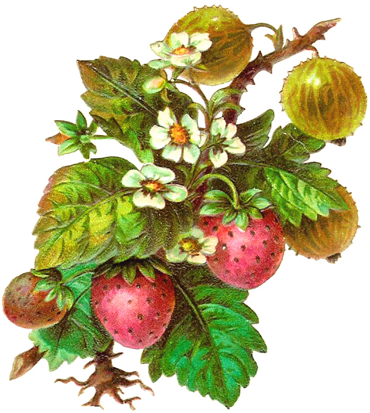 Fruit Strawberry Clip Art - Fruit Strawberry Clip Art (1476x1600)