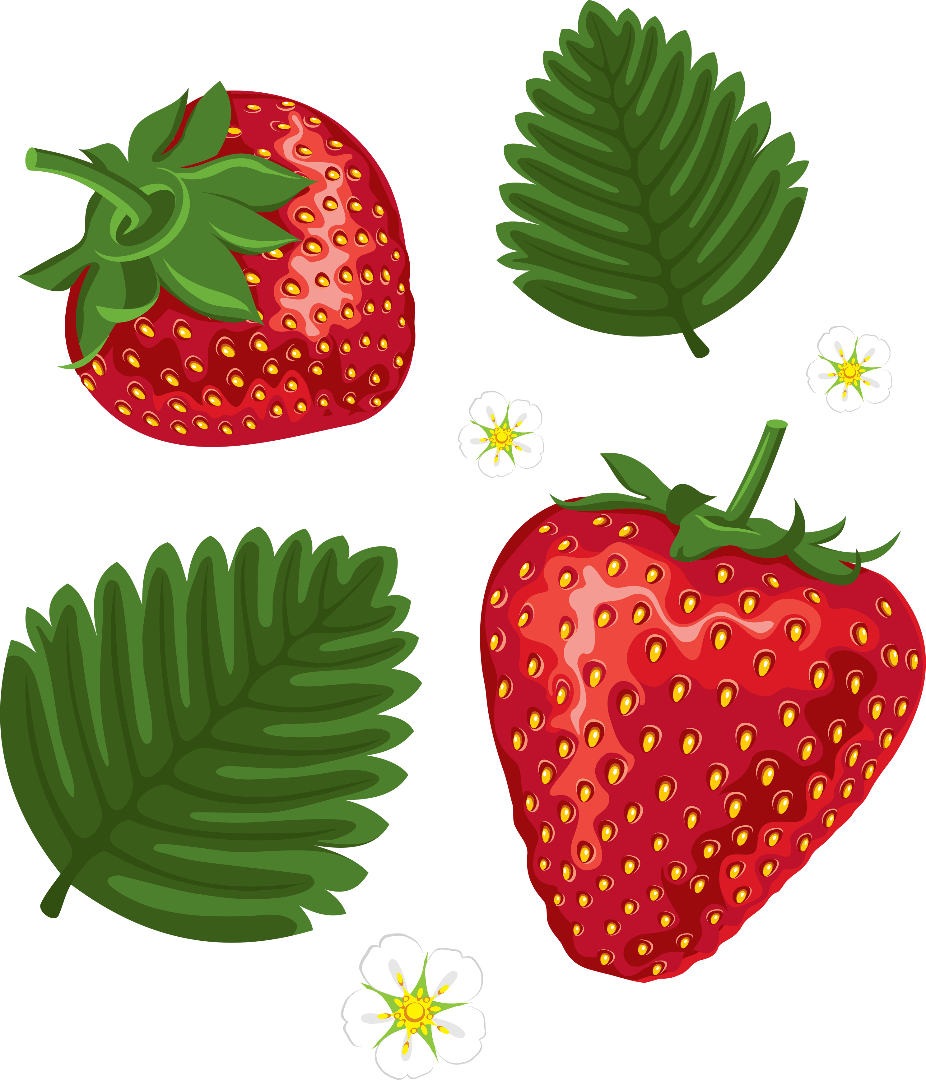 Strawberry Leaf Cliparts - Strawberry Leaves Clip Art (2977x3473)