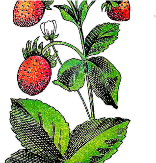Strawberry Plant Clip Art Images & Pictures Becuo - Clip Art (440x330)