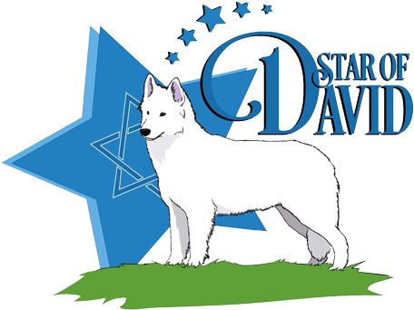 Star Of David Kennel, Star Of David Dogs, White Swiss - German Shepherd (500x414)