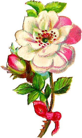 Free Flower Clip Art - Quran Verses About Youth (605x811)