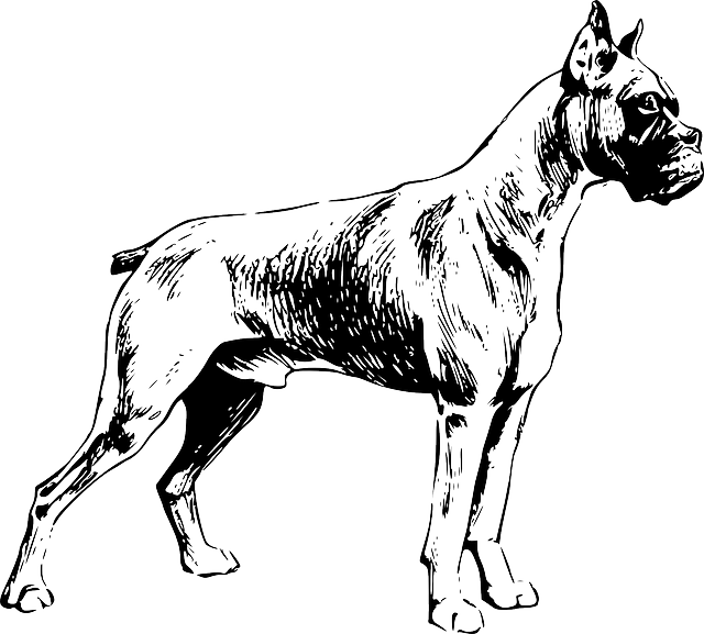 Dog, Dogs, Pet, Friend, Animal, Mammal, Drawings, Boxer - Boxer Wiggle Butt Club Pillow Case (640x577)