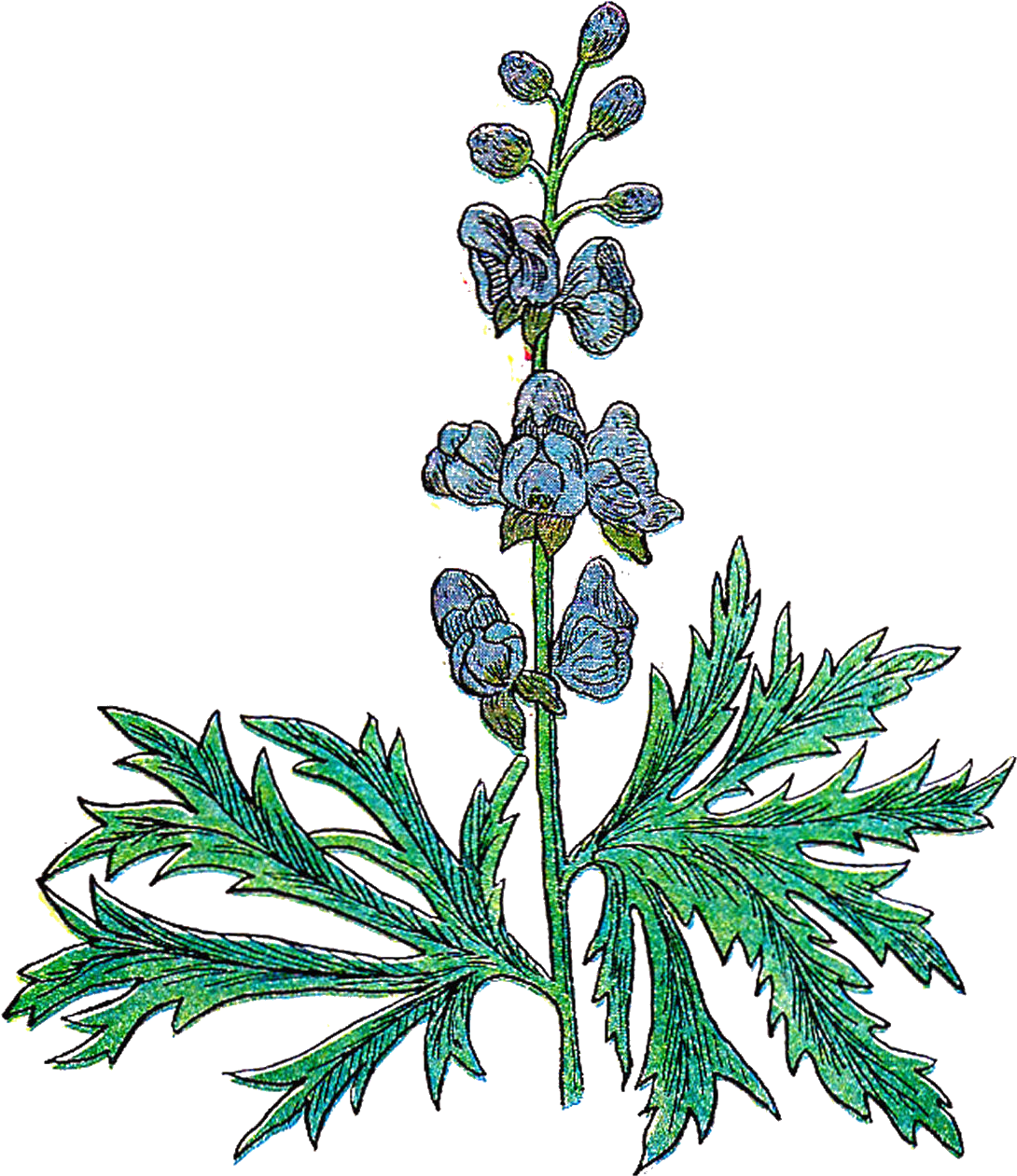 Parts Of A Plant Clip Art - Herb Illustration Png (1338x1520)
