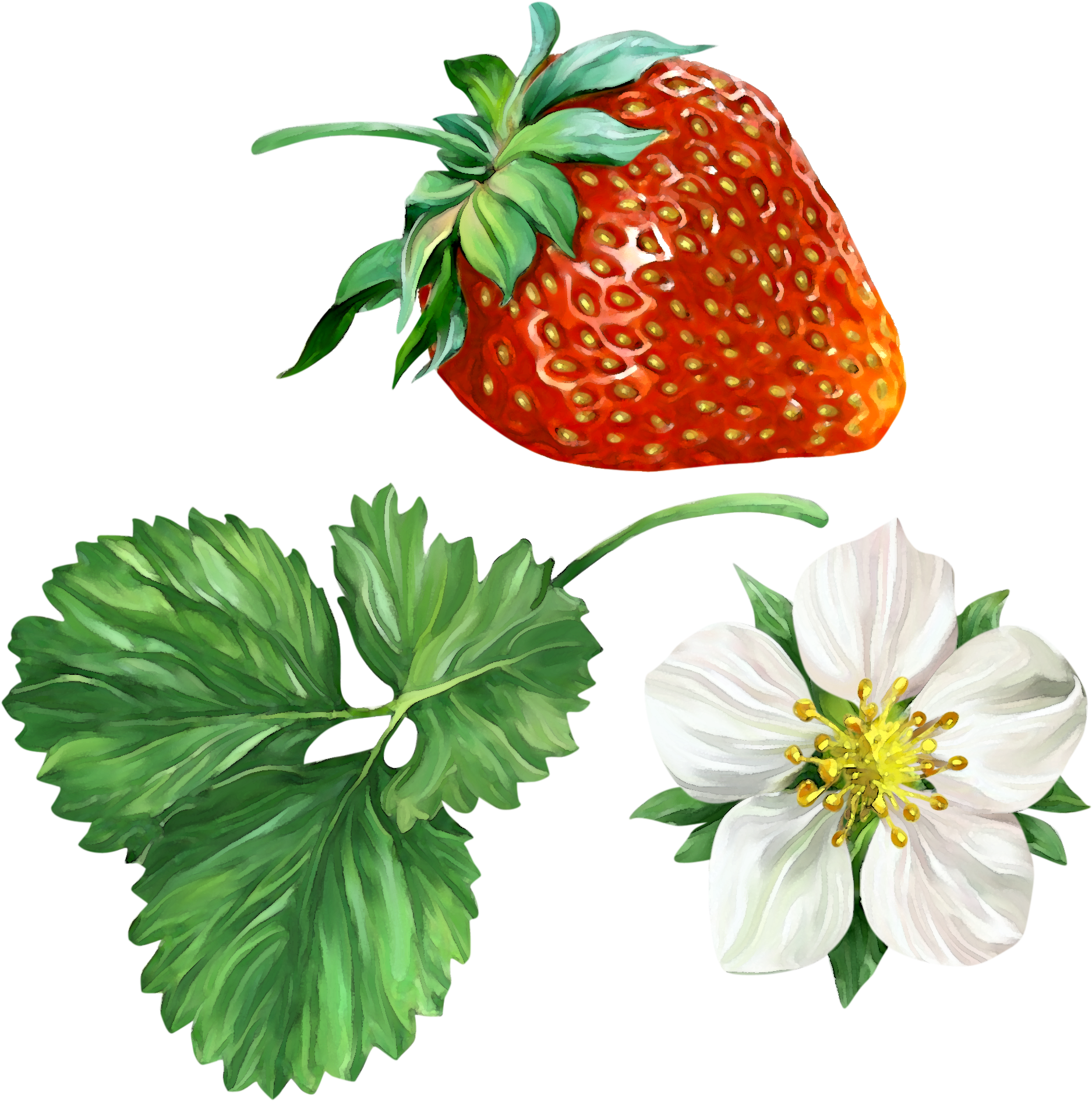Strawberry Clip Art - Strawberry Clip Art (2000x2000)