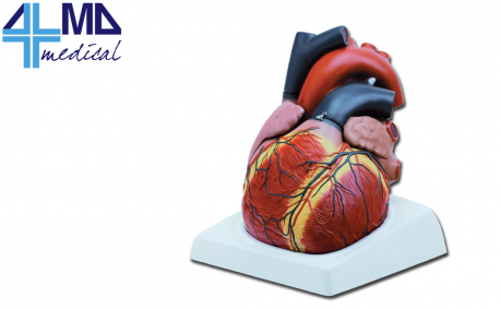 Altay Corazón - 2 Partes - Modello Cuore - 4 Parti - Gima (458x458)