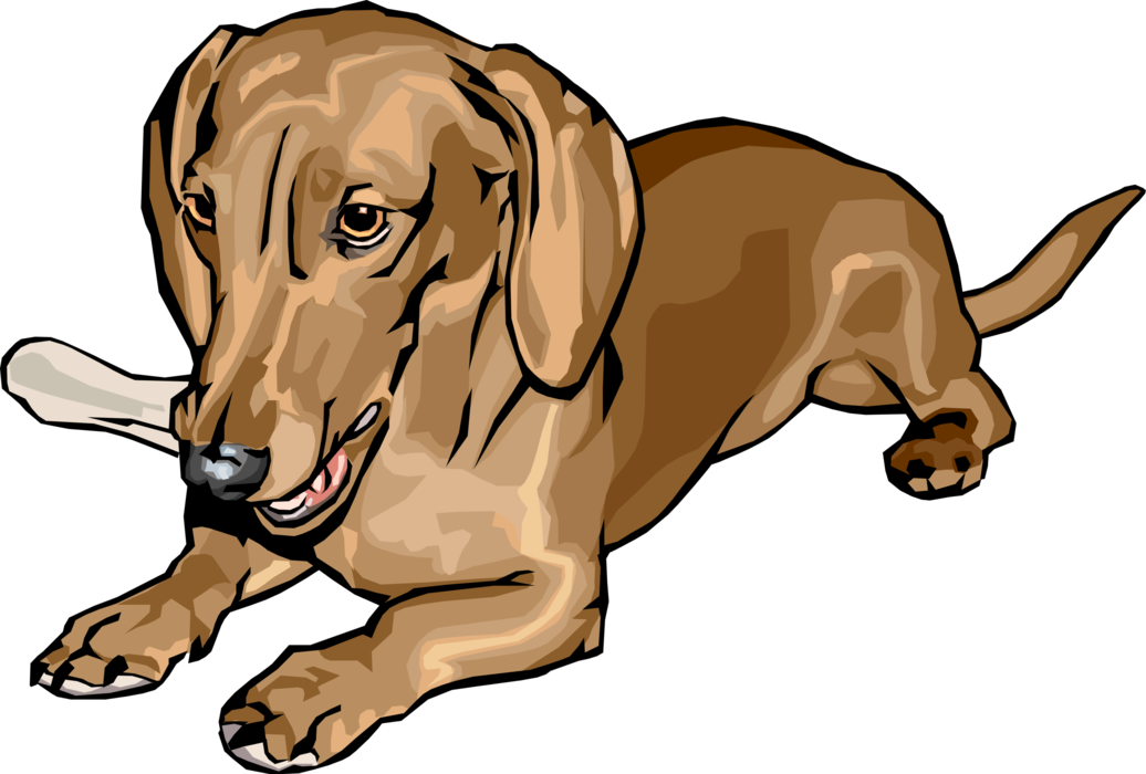 Vector Illustration Of Cute Dachshund Dog Lying Down - Cute And Cuddly Canine Dachshund With Bone - Mouse (1036x700)
