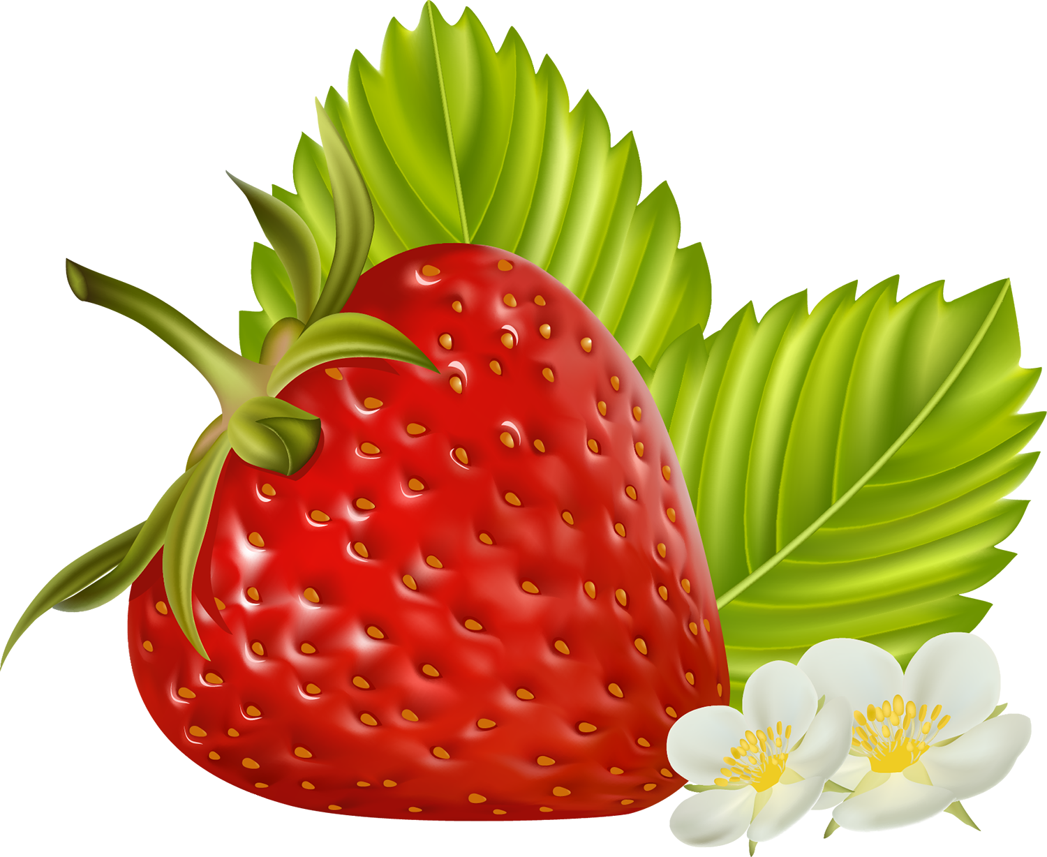 Strawberry Fruit Clip Art - Strawberry Fruit Clip Art (1500x1228)