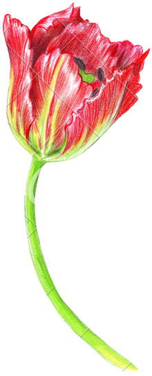 Hand Drawing Of A Realistic Tulip - Drawing (225x550)