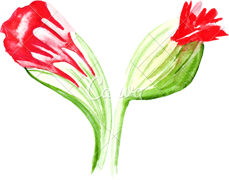 Hand Drawing Of Watercolor Red Bud - Drawing (800x632)