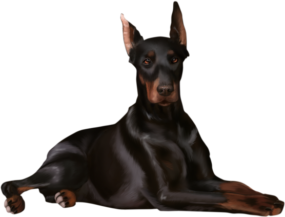 Dobermann (600x600)