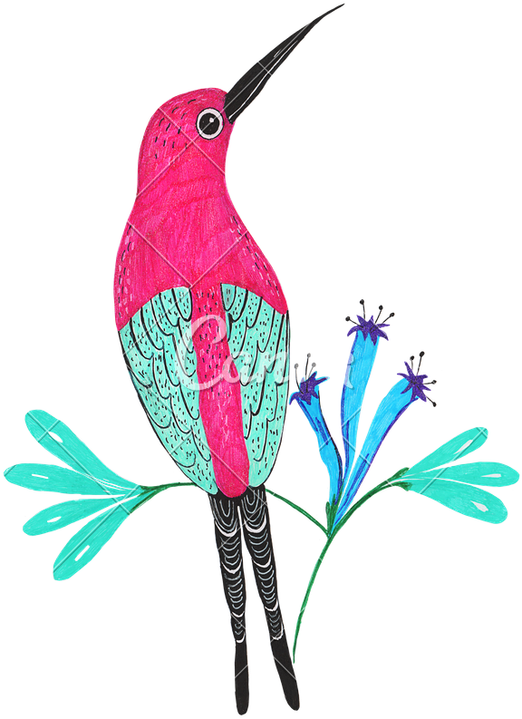 Hand Drawing Of Hummingbirds - Ruby-throated Hummingbird (593x800)