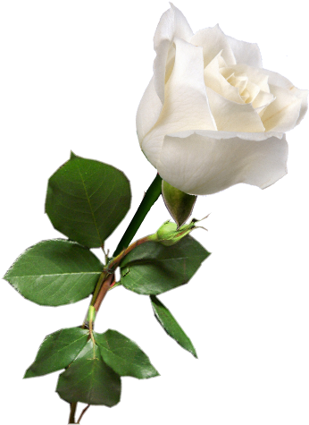 Похожее Изображение - White Rose (384x512)