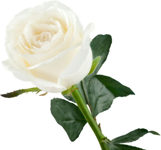 White Rose - Isolated - White (550x512)