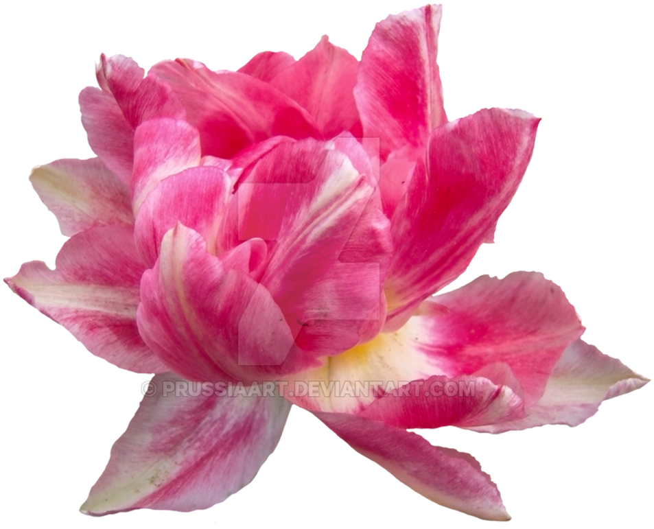 Peony Drawing Png Elegant Flowers Idealvistalistco - Desert Rose (1368x855)