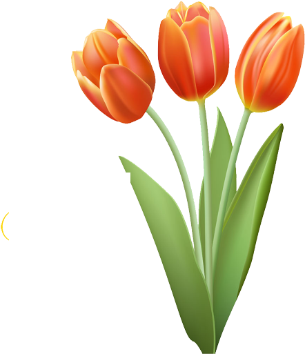 Drawing Tulip Clip Art - Drawing Tulip Clip Art (500x600)