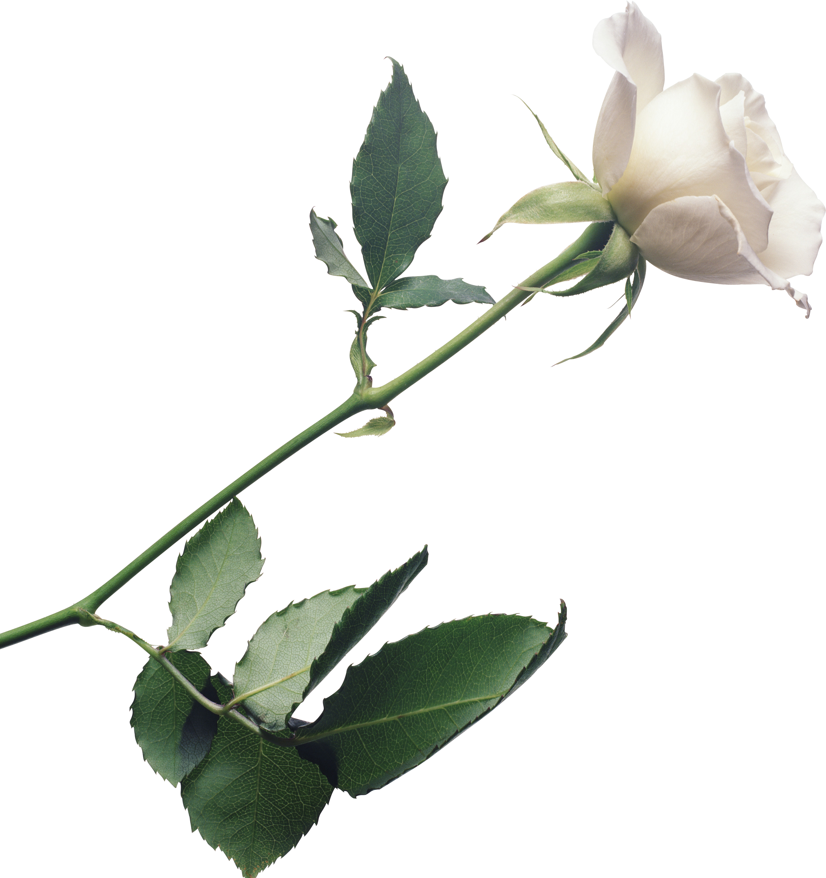 White Rose Png Image, Flower White Rose Png Picture - Johnny Mathis / Love Songs (2773x2947)