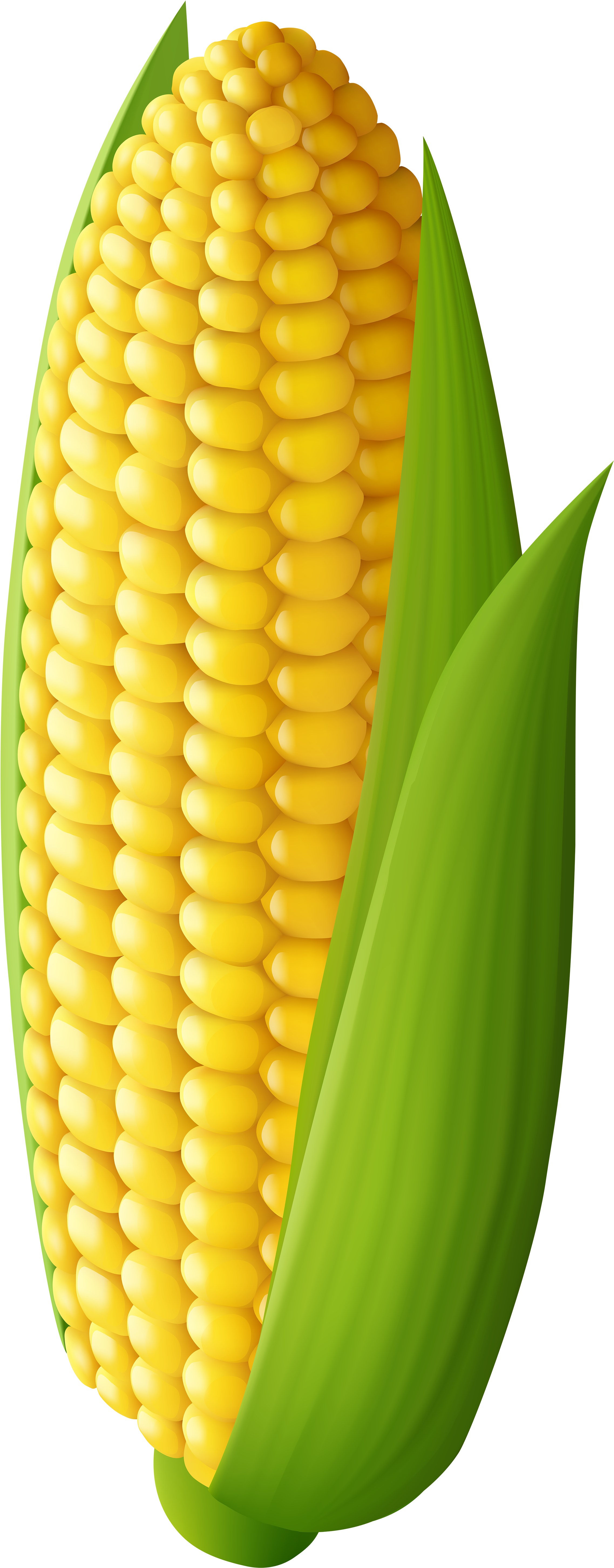 Corn Transparent Png Clip Art Image - Corn Transparent (2509x6000)