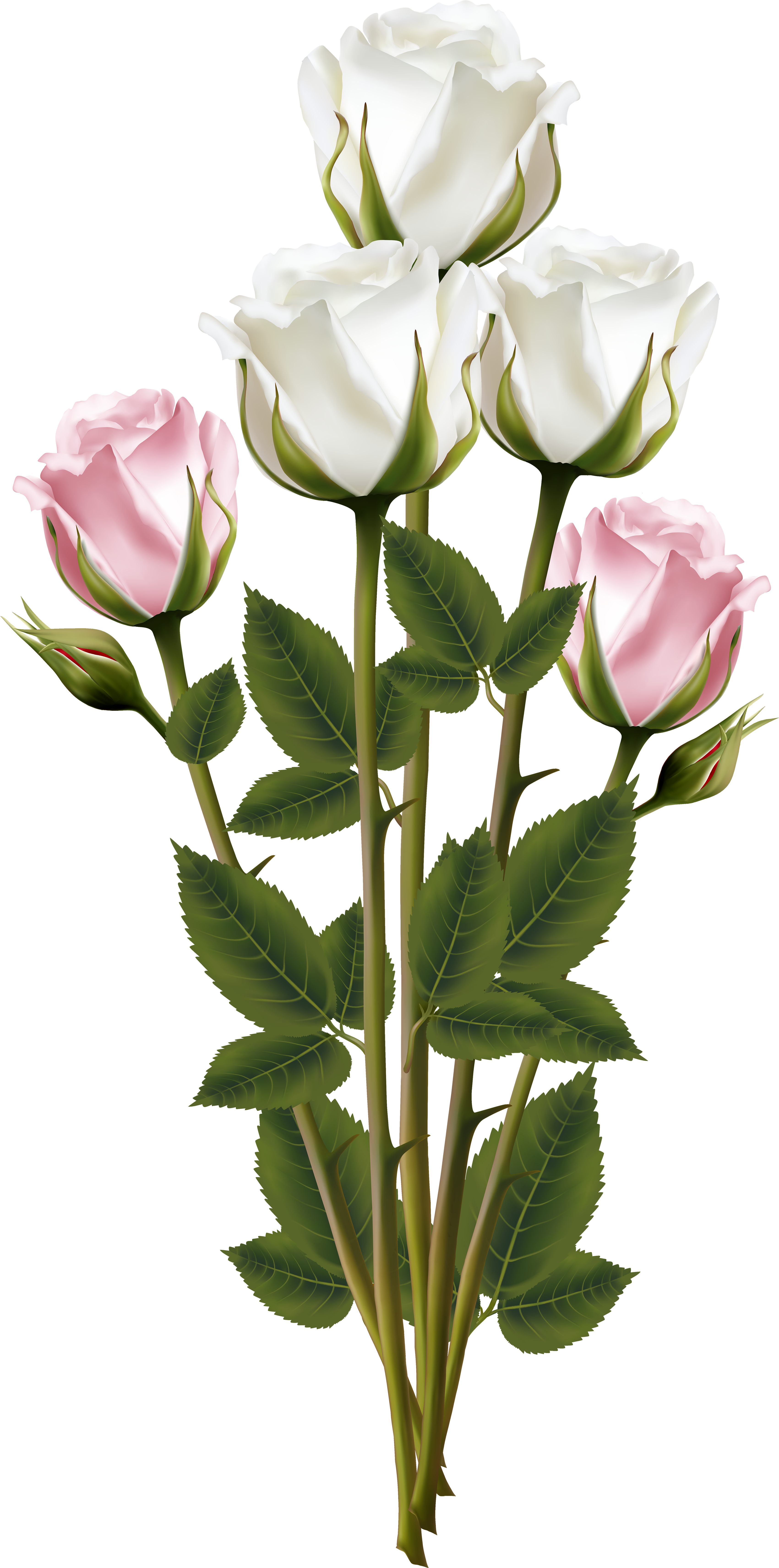White Rose Clipart Rose Bouquet - Bouquet Transparent (3463x7000)