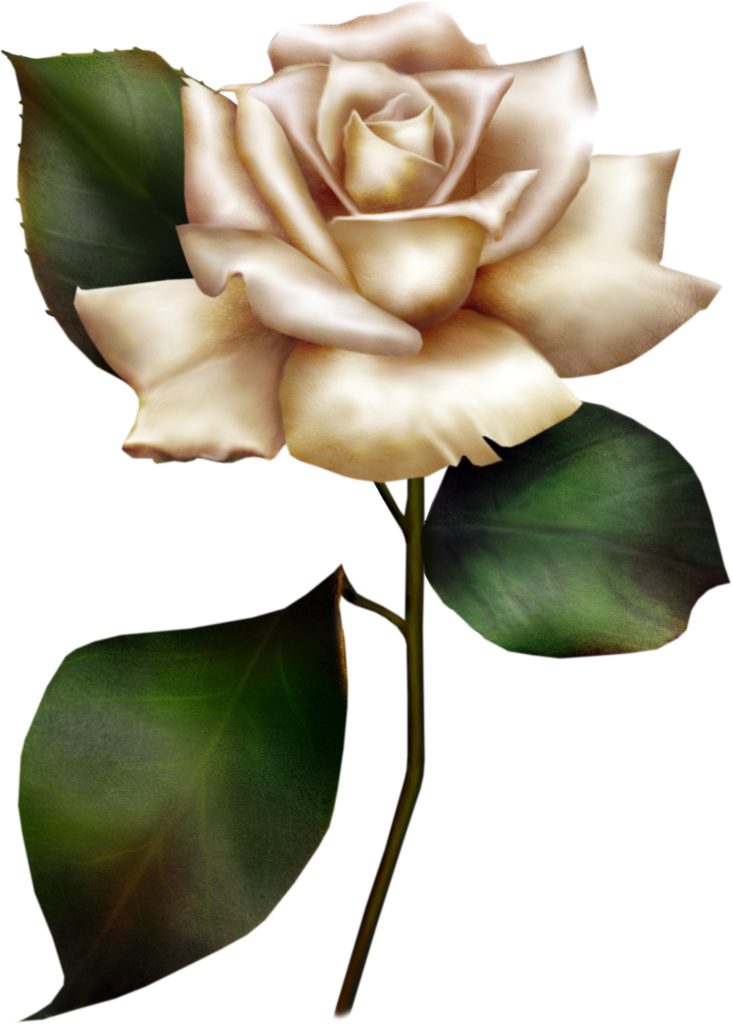 White Rose Clipart (732x1024)