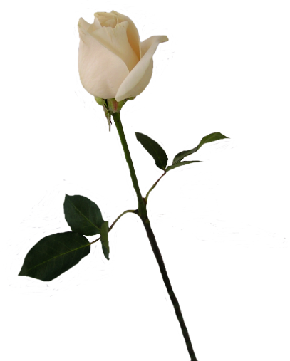 Single White Rose Png (407x507)