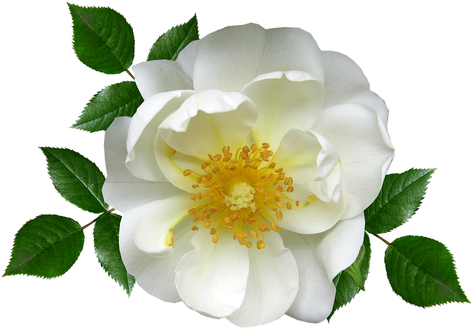 Rosa Blanca Png (960x694)