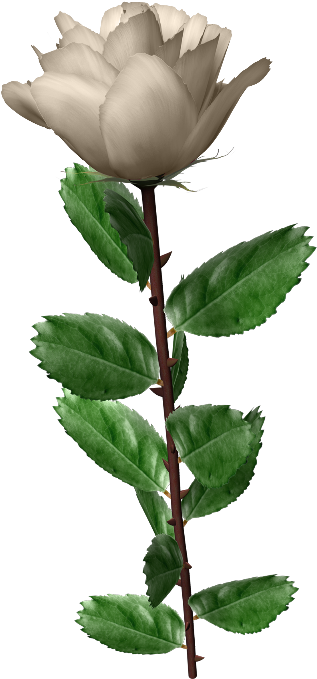 Download - Белые Розы (1109x2378)