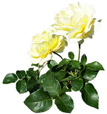 Two White Roses With Leaves - White Rose Candle Png (354x375)
