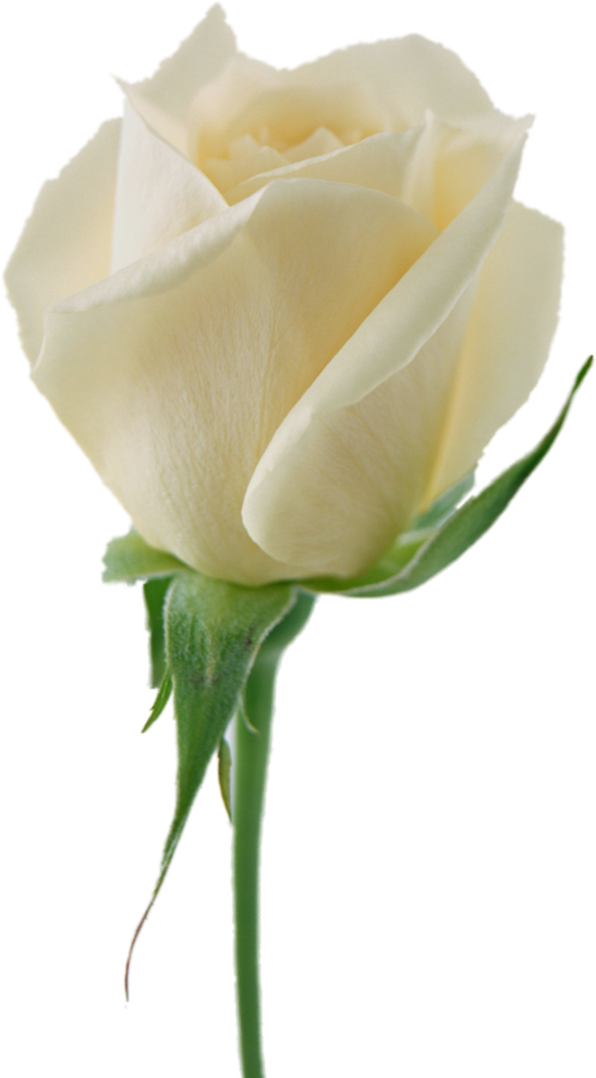 Luxury Stock Of White Rose Flowers Pictures White Roses - Roses Png (547x990)