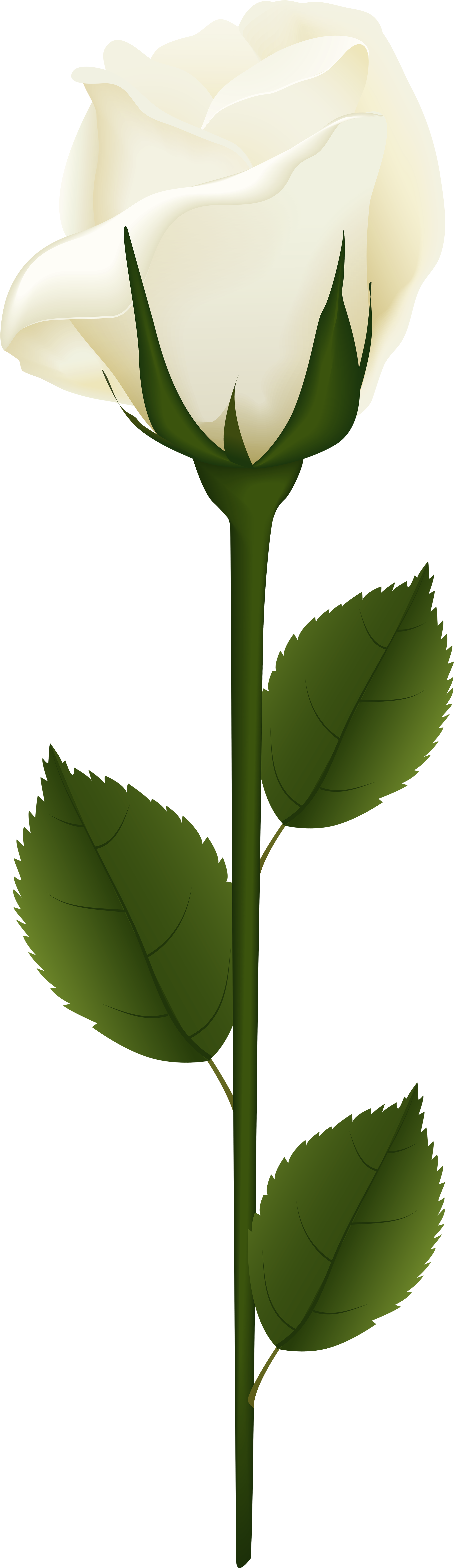 White Rose Png Clip Art - White Rose Png With Stem (2425x8000)