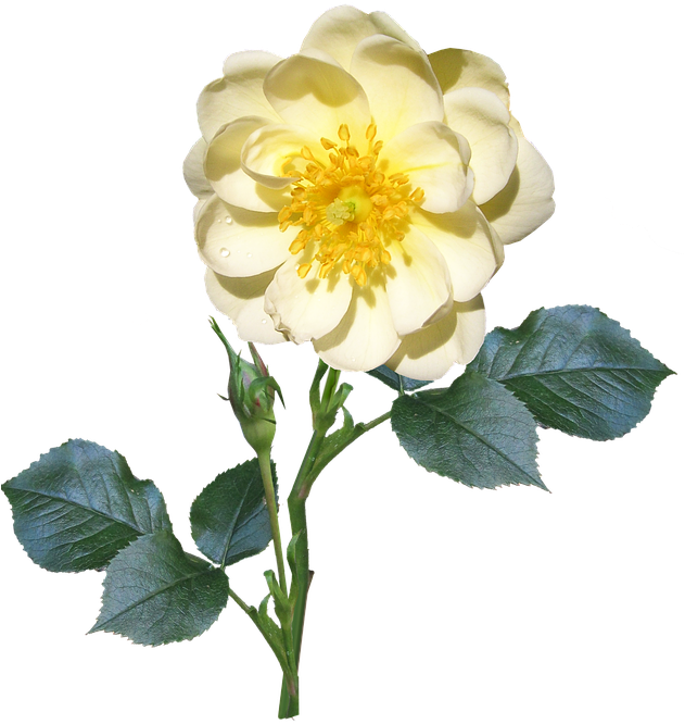 White Rose Png 14, - Single Flower With Stem Png (630x720)