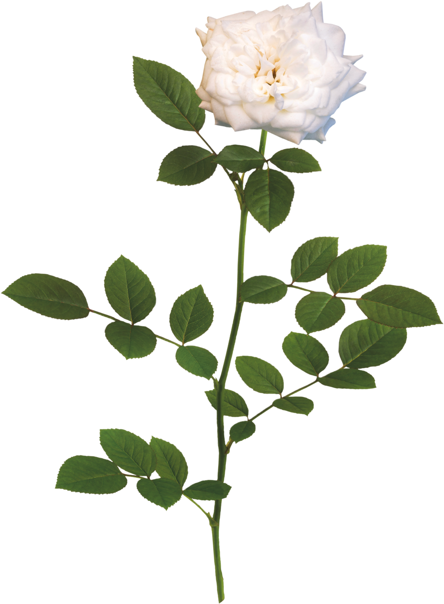 The White Drift® Rose - Rose White (1000x1331)
