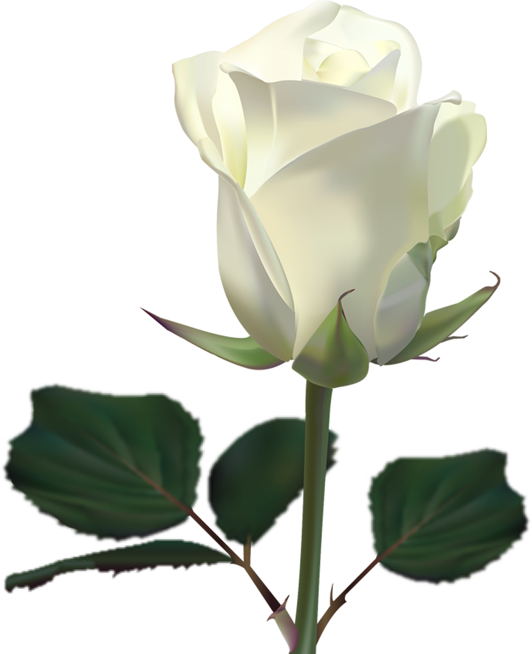 White Rose Wallpaper By Lilianneret - White Roses Wallpaper Png (2300x1400)