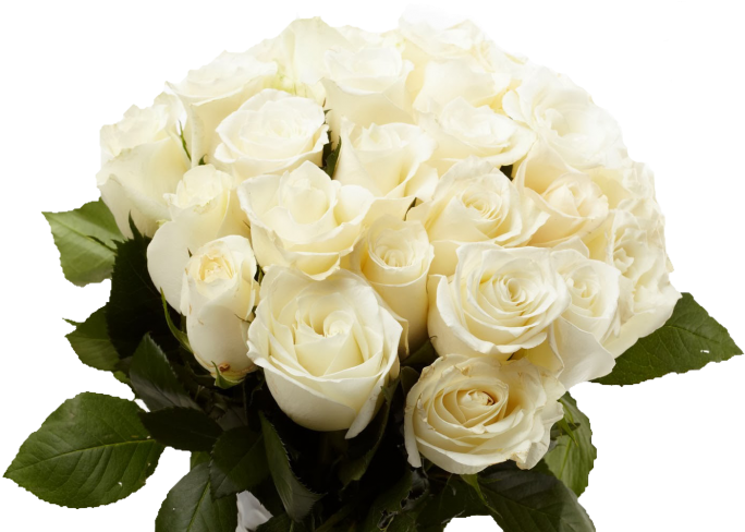 White Rose Gd Morning (780x975)