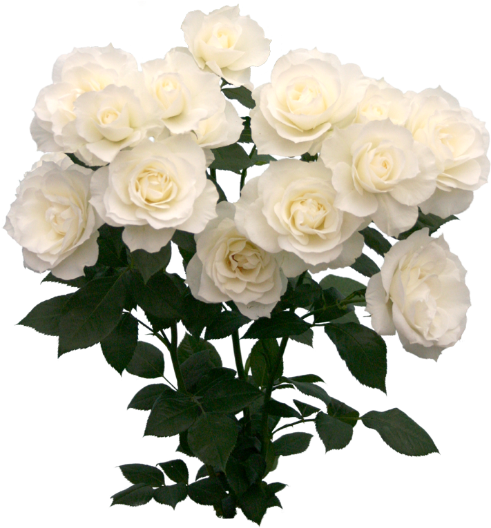 123 Images About Png On We Heart It - White Roses Tumblr Png (768x768)