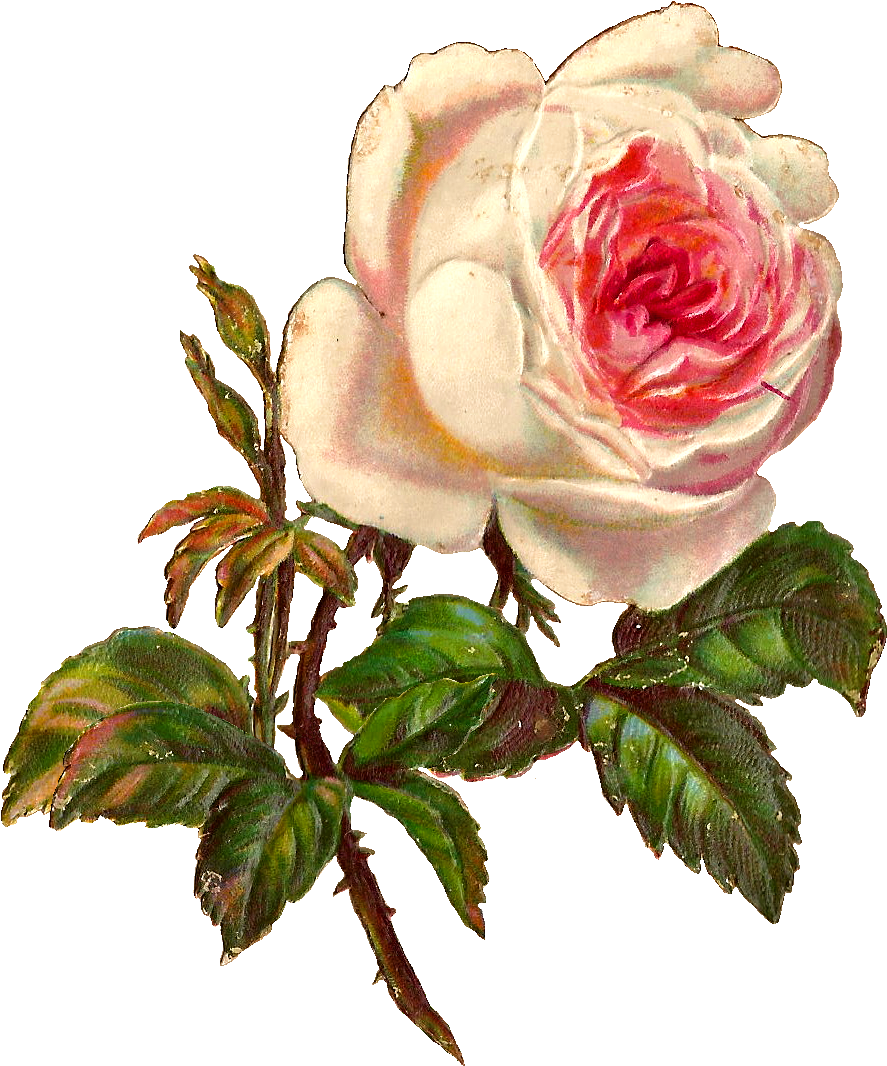 Single White Rose Png - White Rose Illustration Png (985x1162)
