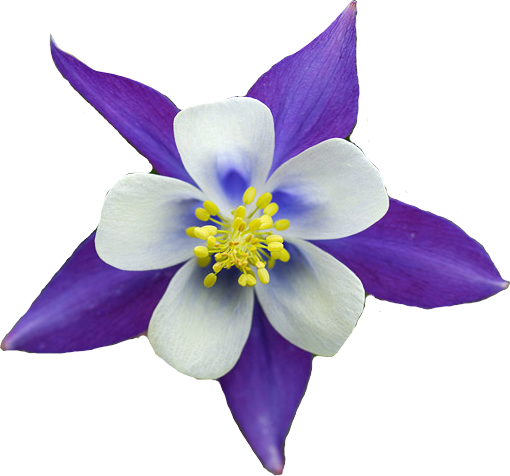 Columbine Flower By Rebdoomerkmfdm - Columbine Flower Clipart (510x476)