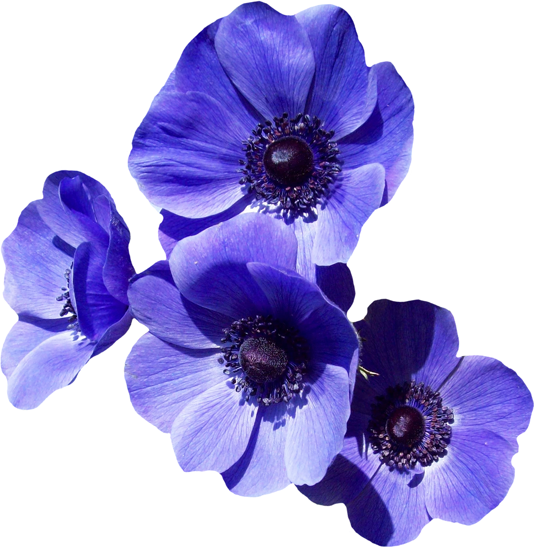 Purple Flower Png (1200x1195)