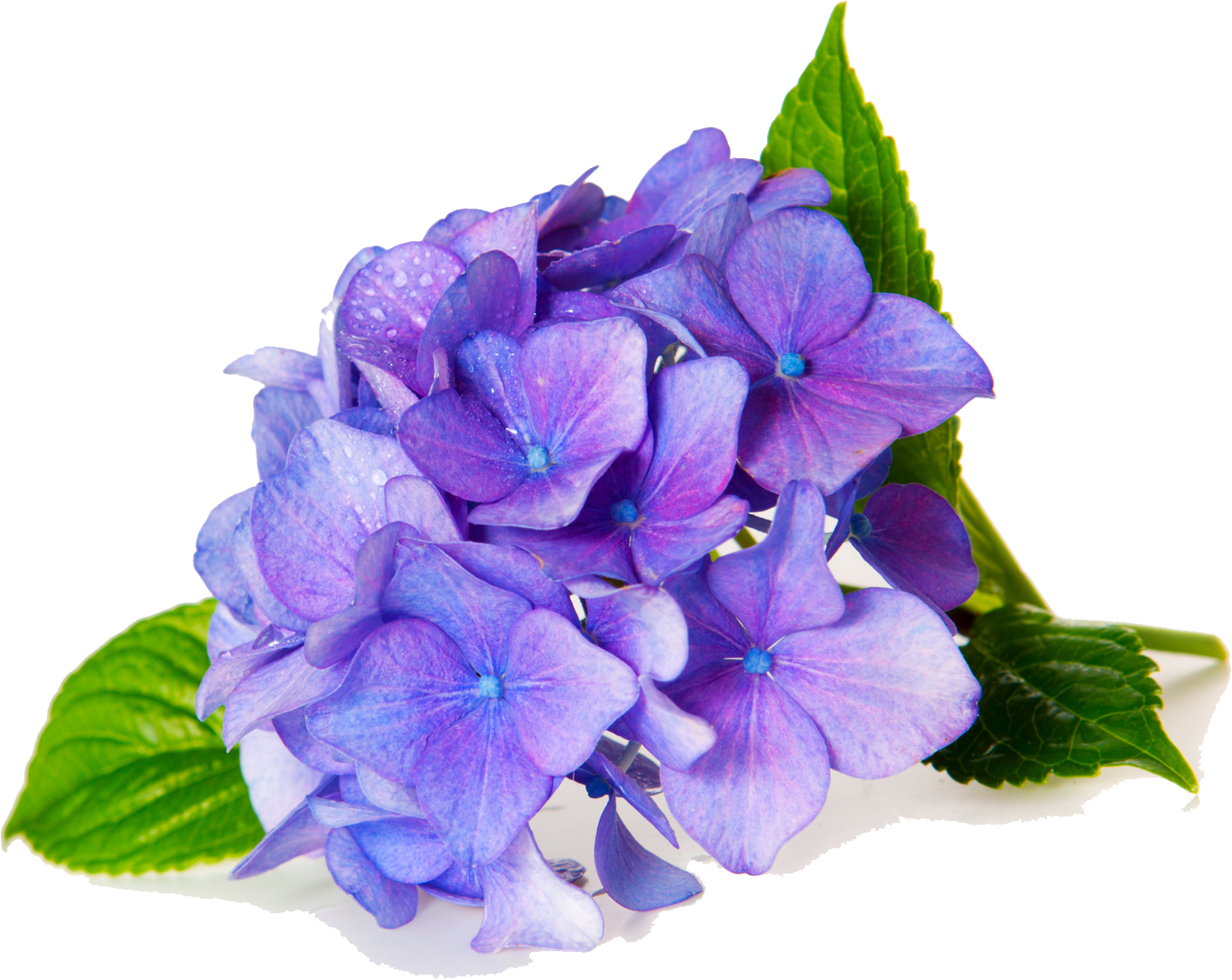Flower Shop In Gardendale, Al - Purple Hydrangea White Background (1364x1085)