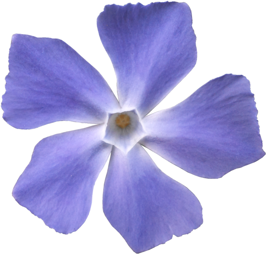 Hb593200 By Hb593200 - Blue Violet Flower Png (914x875)