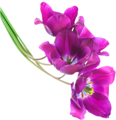 Tulips - Purple Pink Flowers Png (400x410)