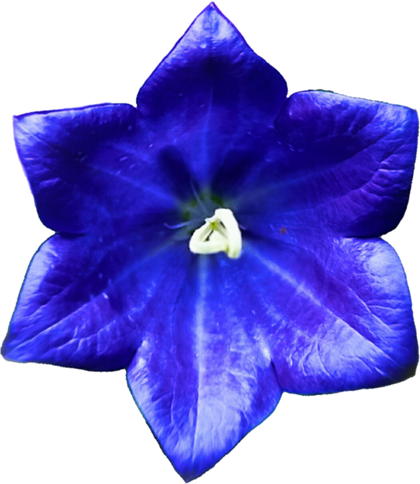 Purple Blue Bell Flower By Jeanicebartzen27 On Deviantart - Petunia (831x962)