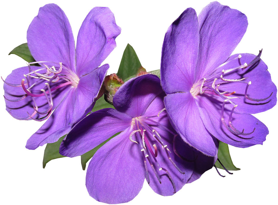Flowers, Purple, Garden, Summer, Bright - Flawers Violet Png (960x707)