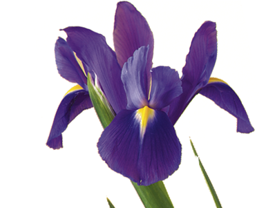 Iris - Dutch Iris Flower Png (400x300)