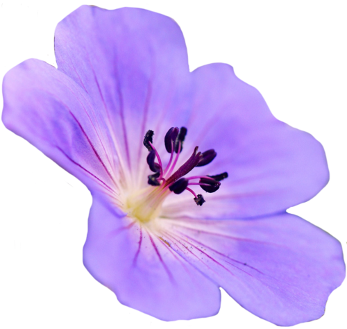 Home - Admin - Admin - Apply - Badge - - Purple Flowers Transparent (500x474)