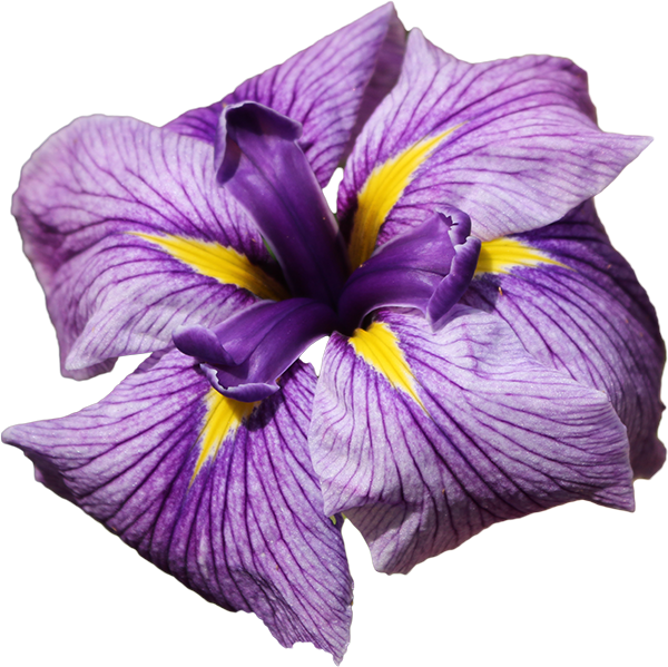 Iris - Iris Family (600x599)
