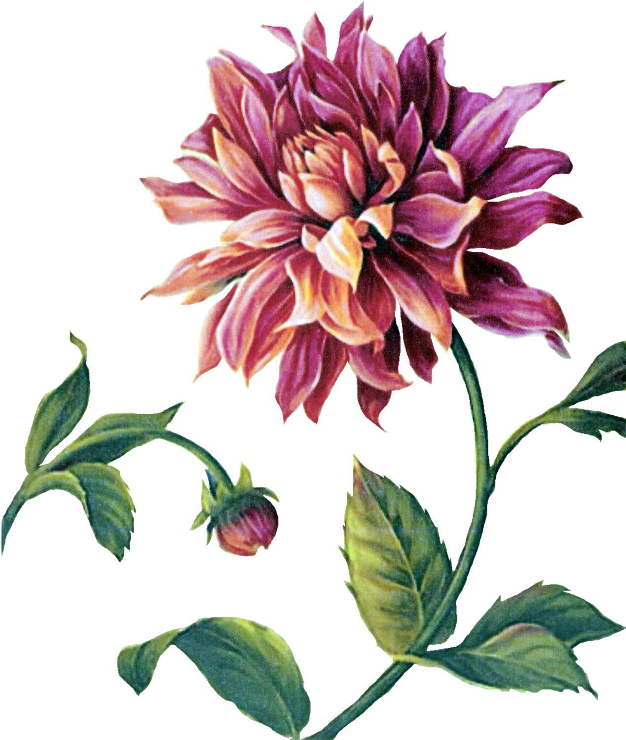 Yüksek Çözünürlüklü Dekupaj Resimleri,sanatsal Dekupaj - Art Print: Audit's Trellised Dahlia, 20x16in. (1268x1600)