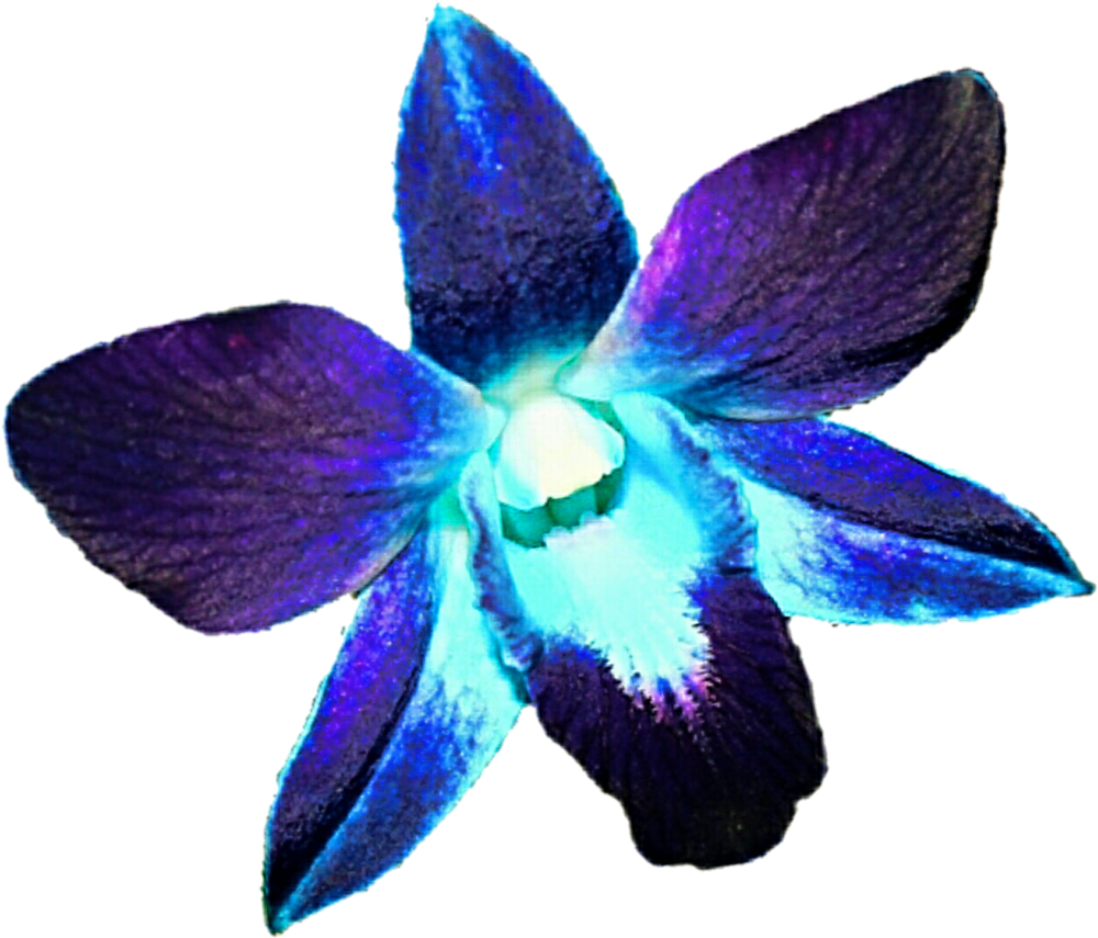 Orchids Flower Blue Purple Clip Art - Orchids Flower Blue Purple Clip Art (1024x871)