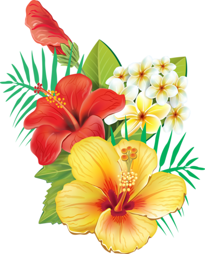 Pin Clipart Blumen Bordüren - Cafepress Tropical Hibiscus Tile Coaster (405x500)